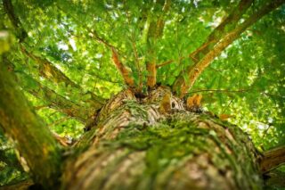 Ook bomen kunnen bloeden, en dat is een slecht teken