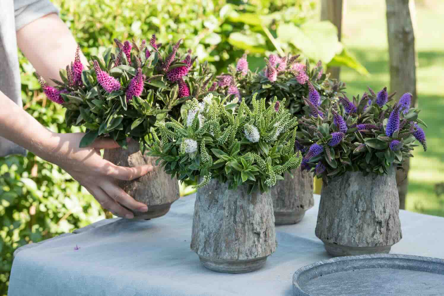 3 grote pluimen voor de zomertuin