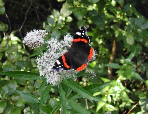 Zuid-Holland op de bres voor vlinders