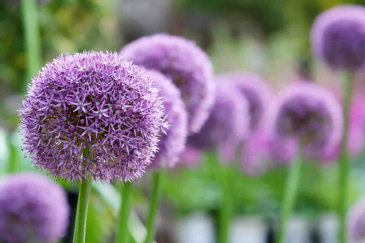 Een groene tuin laten ontwerpen