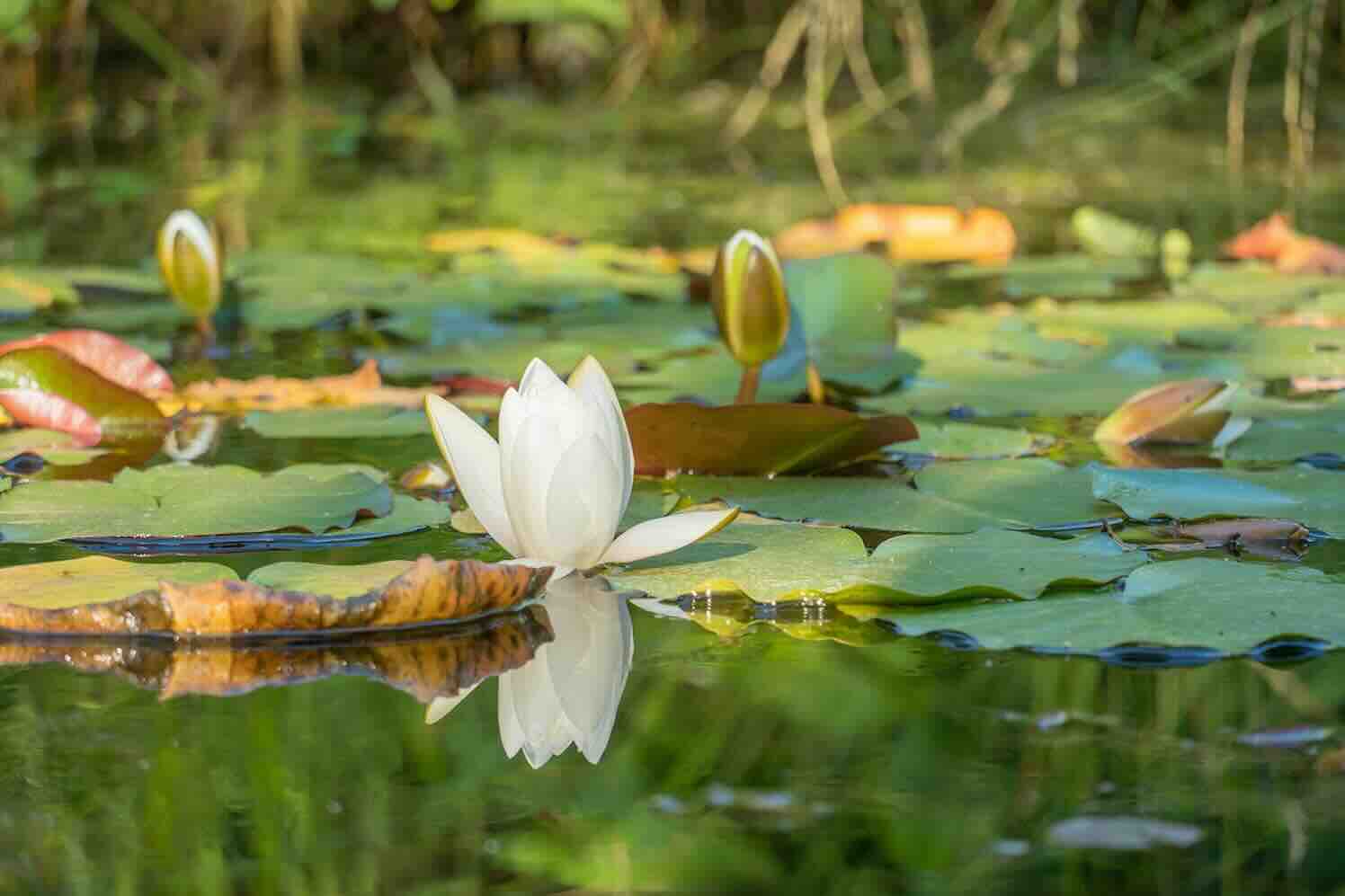 Een groene tuin laten ontwerpen