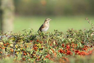 3 bessen die aantrekkelijk voor vogels zijn