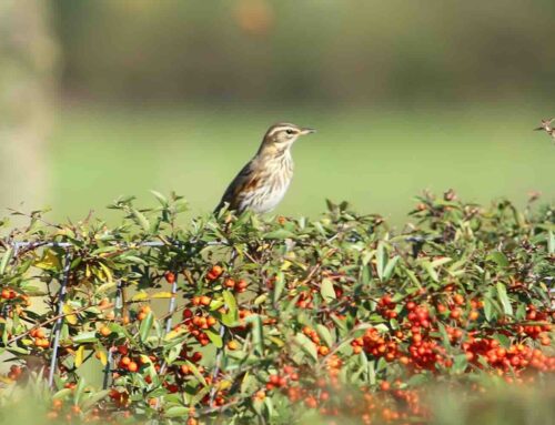 3 bessen die aantrekkelijk voor vogels zijn