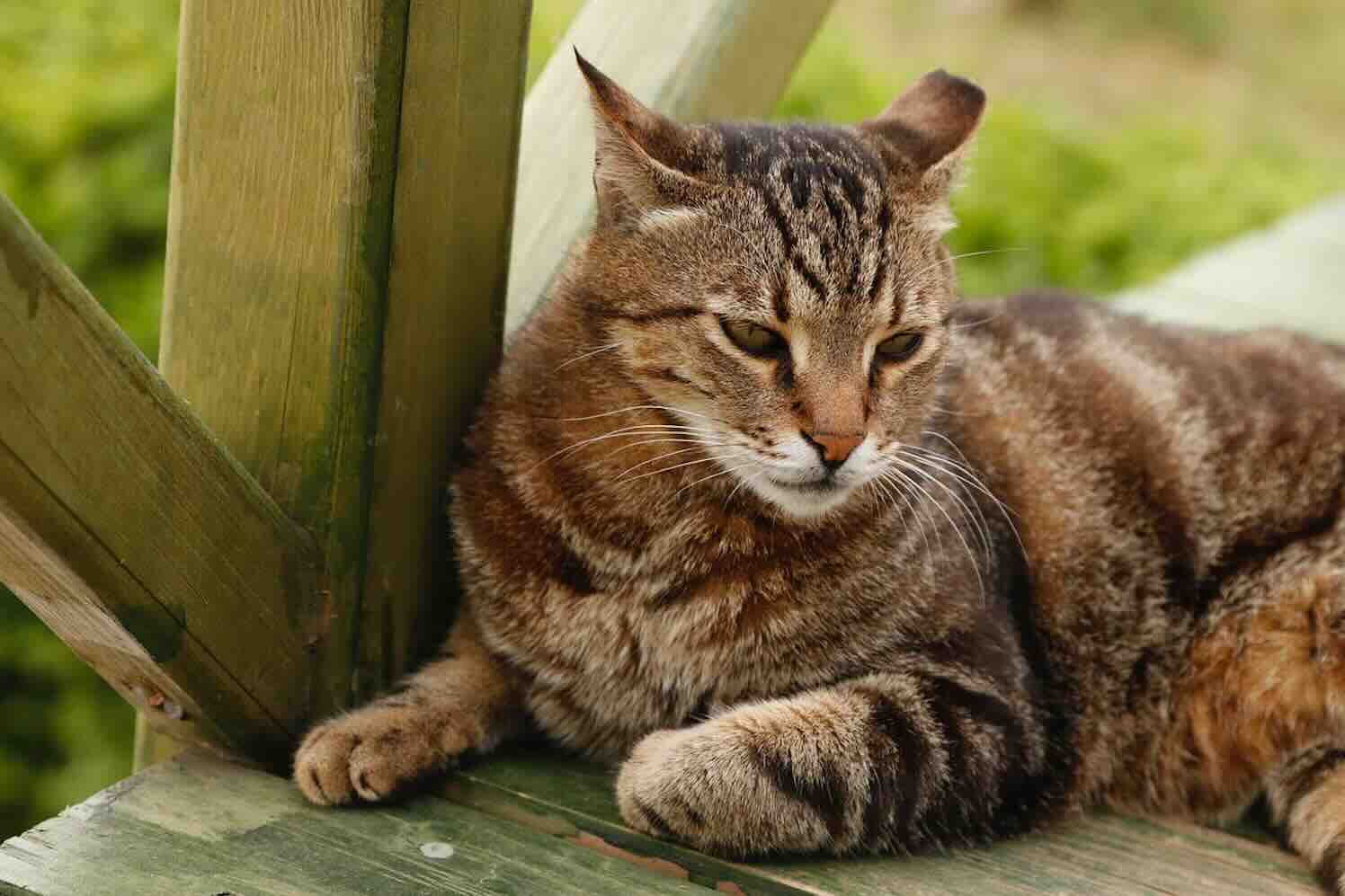 Een nieuw woord: verandavie, leven op de veranda