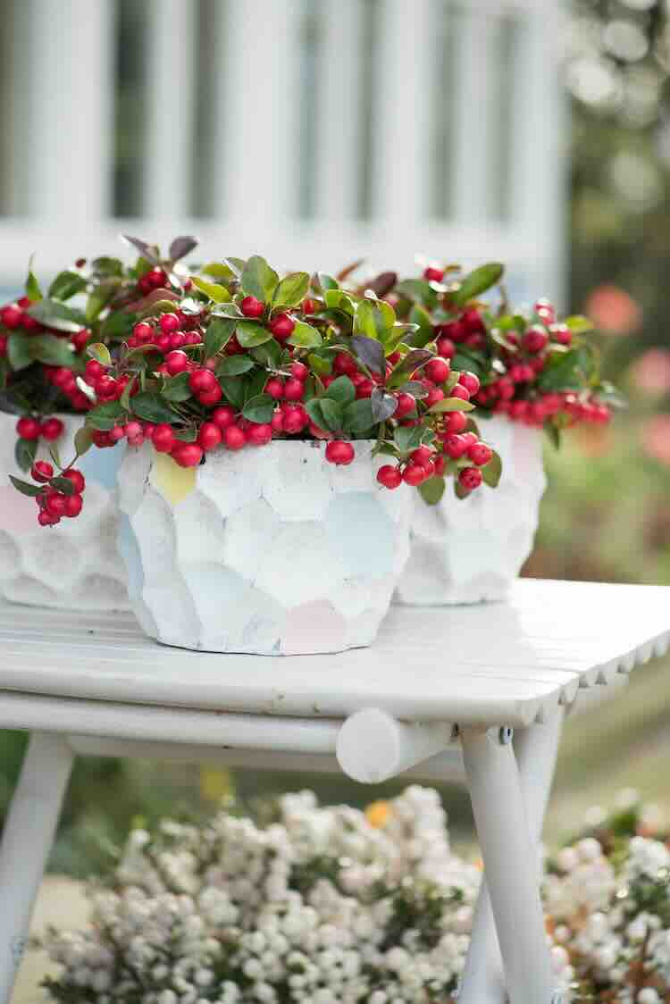 gaultheria, bergthee