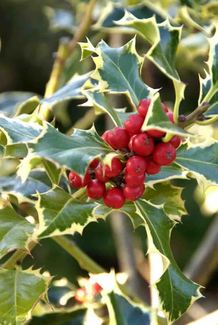 ilex, hulst