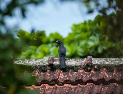 Een warme hoed is voor elk huis goed 