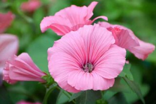 3 Doe-het-zelf manieren om volièregaas in je tuin te gebruiken