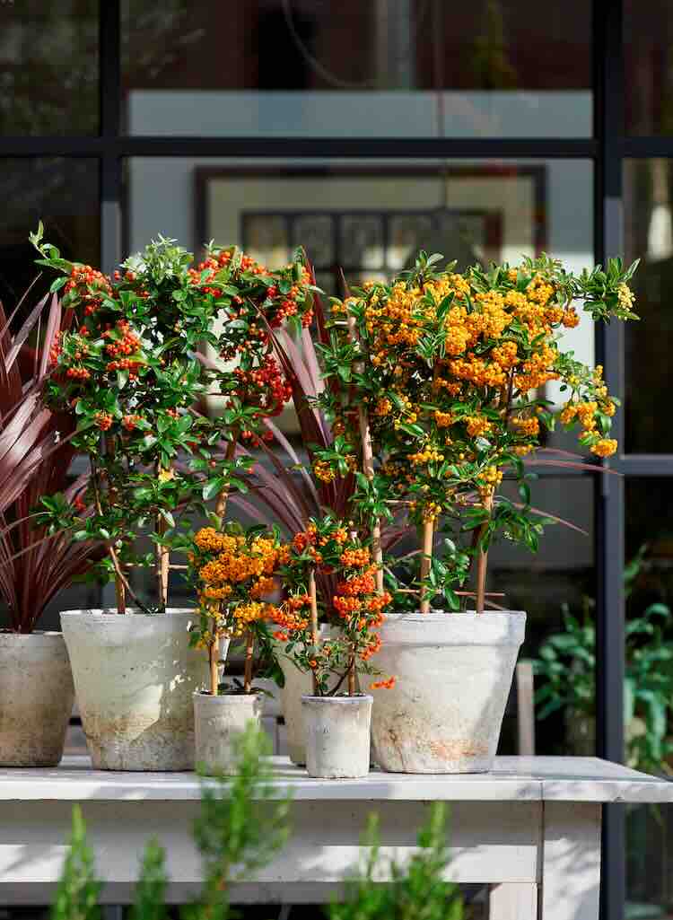 pyracantha, vuurdoorn