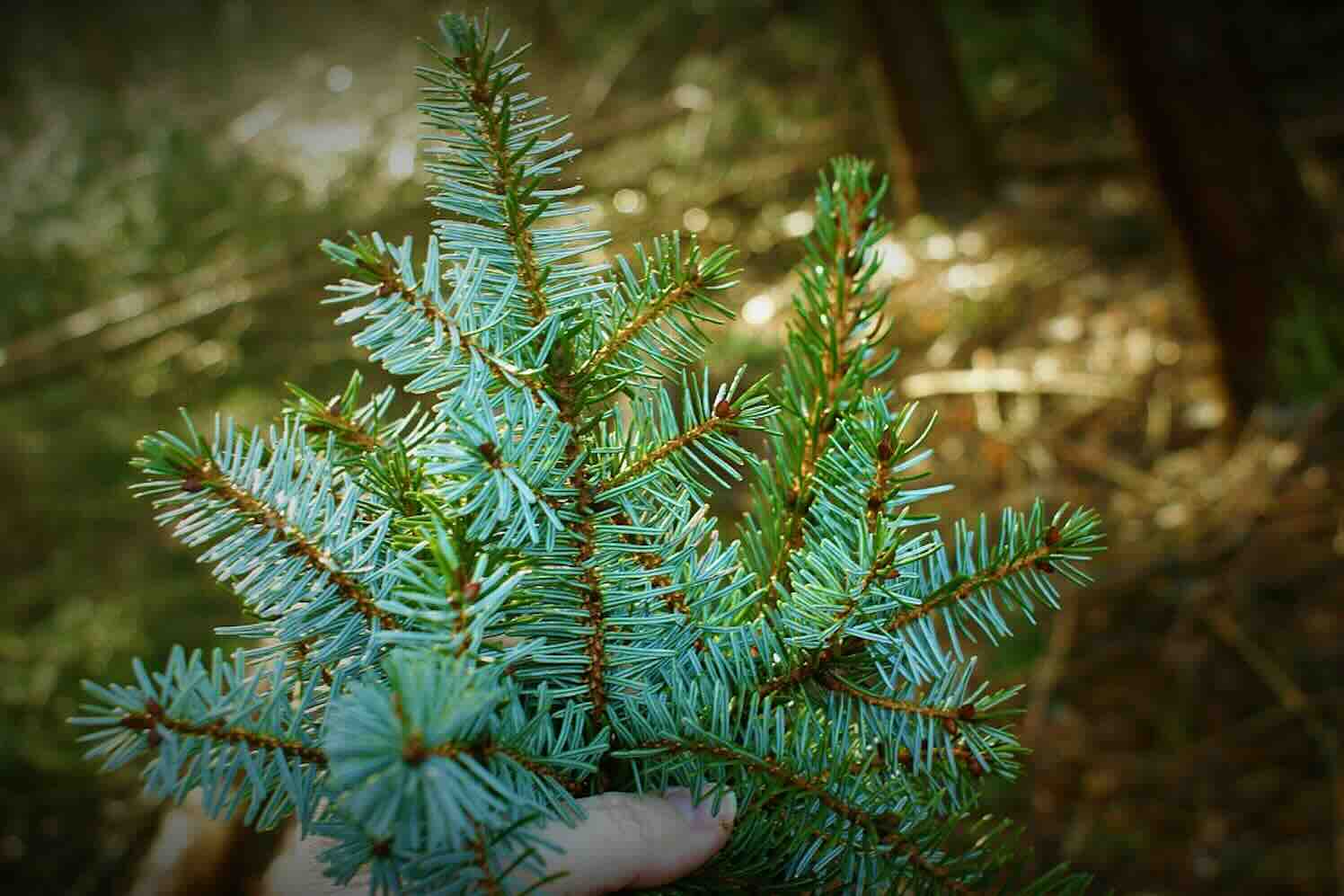 Kerstdecoratie met natuurlijke materialen