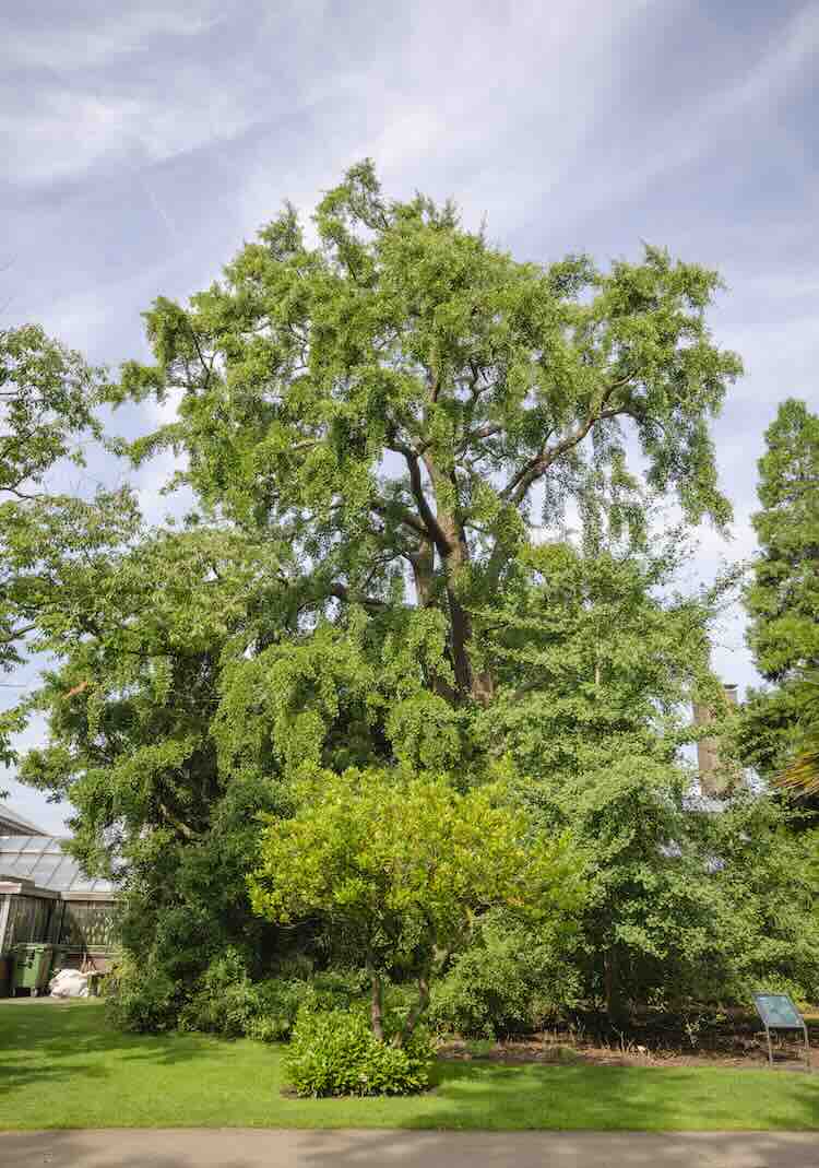 Leidse Ginkgo biloba verkozen tot Boom van het Jaar 2024!