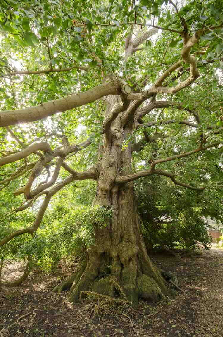 Leidse Ginkgo biloba verkozen tot Boom van het Jaar 2024!