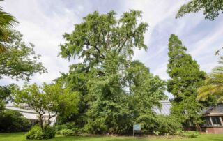 Leidse Ginkgo biloba verkozen tot Boom van het Jaar 2024!