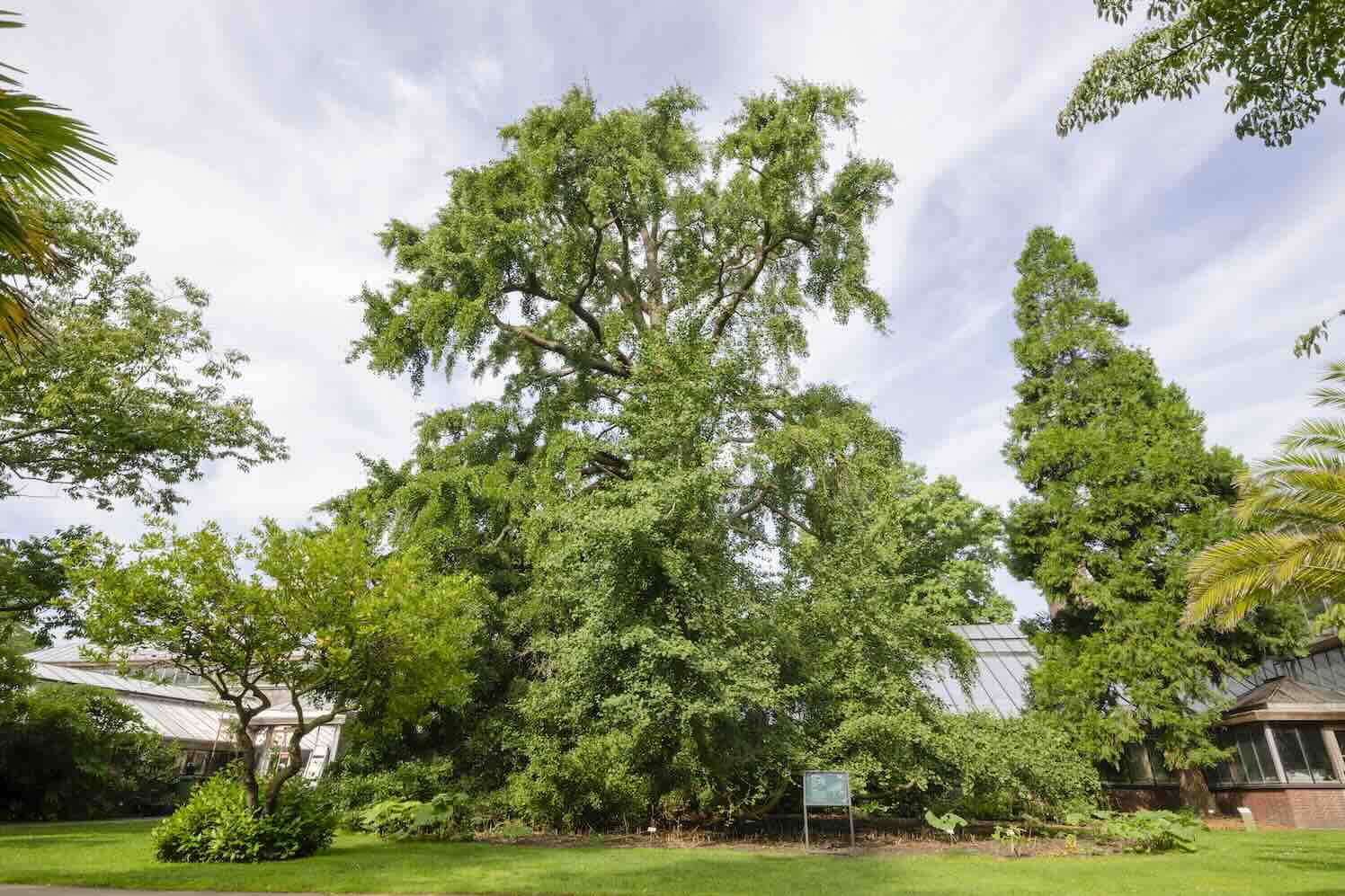 Leidse Ginkgo biloba verkozen tot Boom van het Jaar 2024!