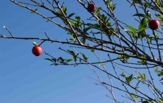 Expert waarschuwt: laat fruit niet rotten op het gazon