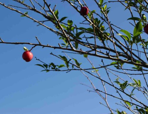 Laat fruit niet rotten op het gazon