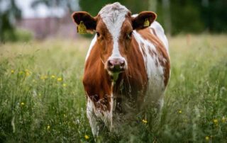 Wat is het en waarom is precisievoeren belangrijk?