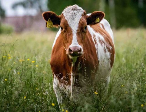 Wat is het en waarom is precisievoeren belangrijk?