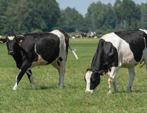 De rol van financiële dienstverleners in de agrarische sector