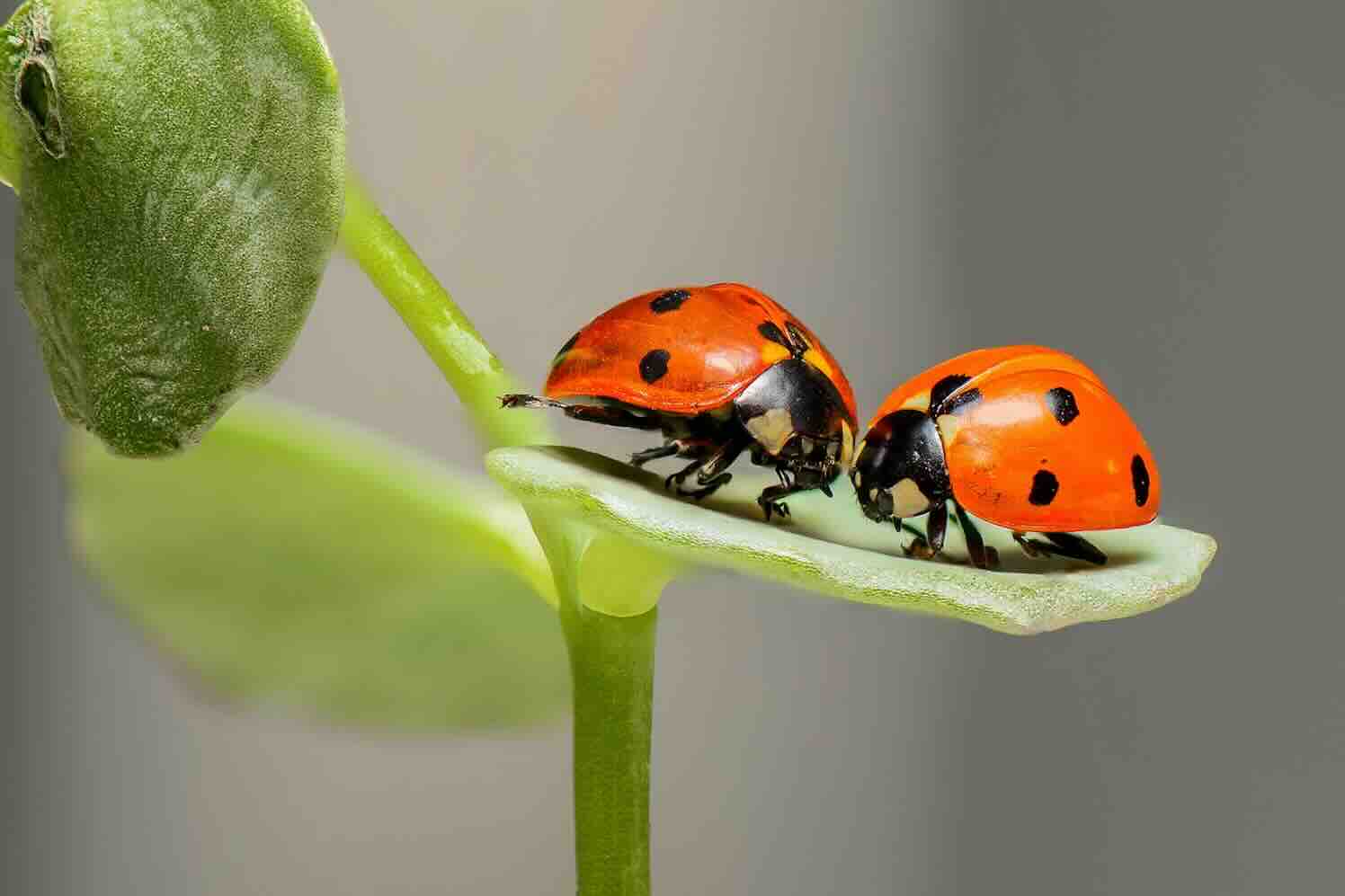 Trek vogels en insecten aan met haagplanten