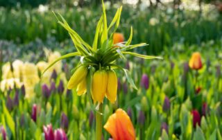 Tulpen en keizerskronen zorgen voor spectaculaire borders