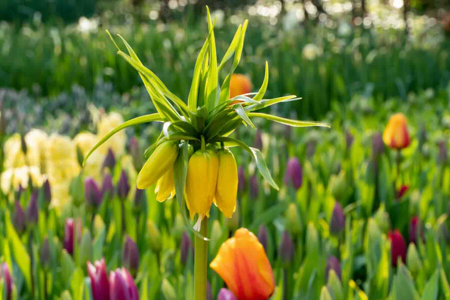 Tulpen en keizerskronen zorgen voor spectaculaire borders