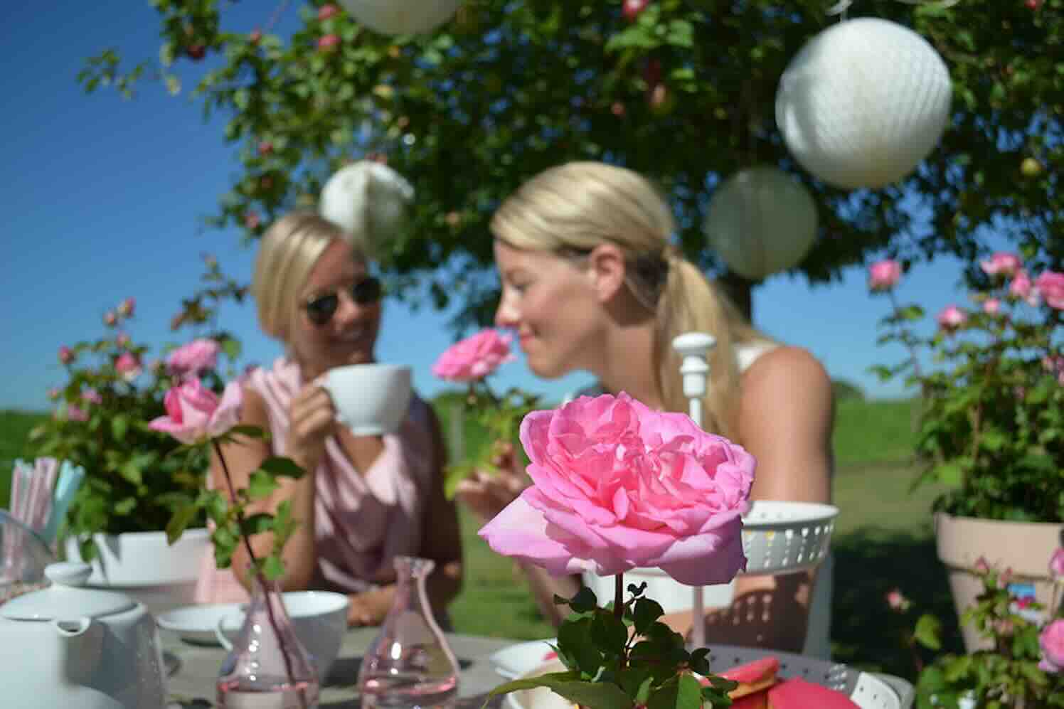 Grootbloemige rozen kleuren tuin en terras