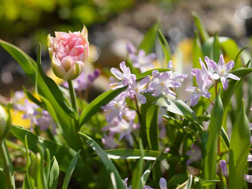 vrolijke bolbloemen