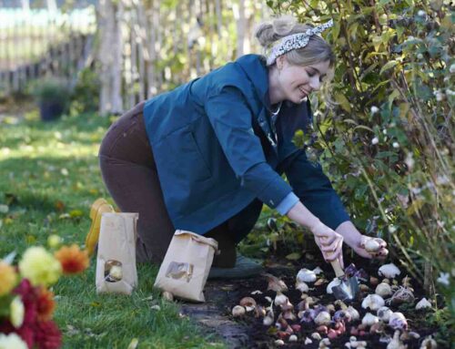 Plant nu bloembollen voor meer biodiversiteit