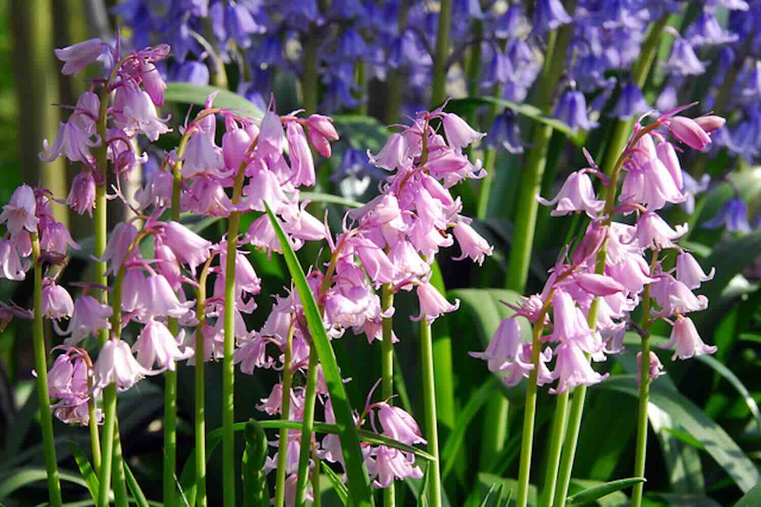 Hyacinthoides hispanica