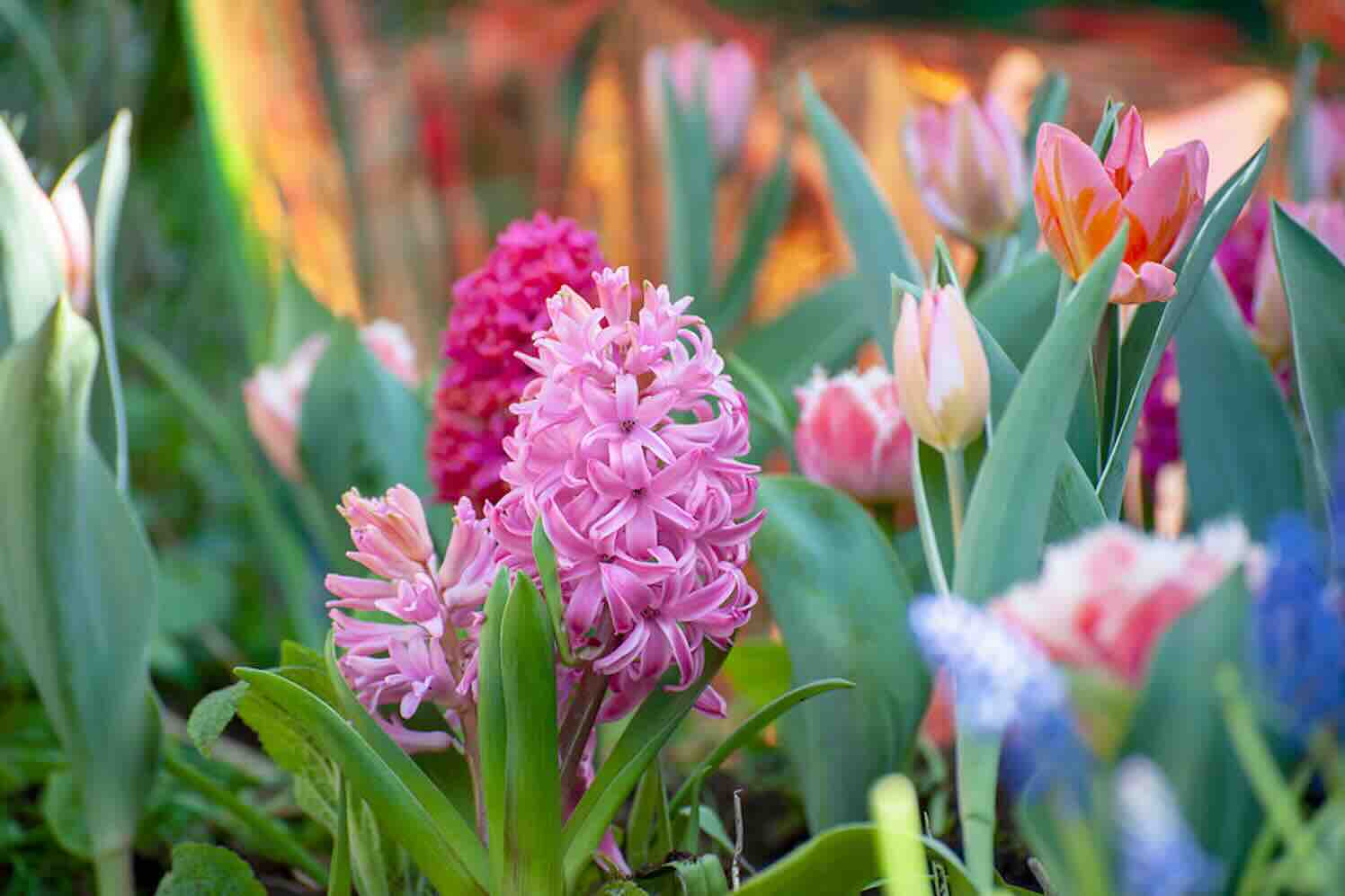 10 roze bloemen voor een roze border