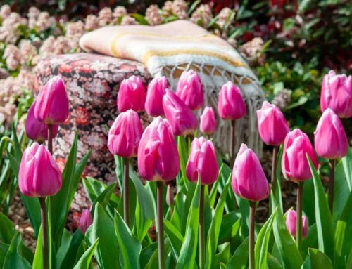 10 roze bloemen voor een roze border