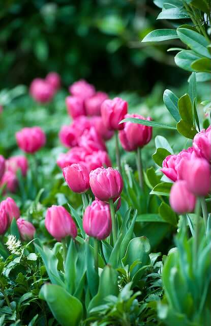 10 roze bloemen voor een roze border