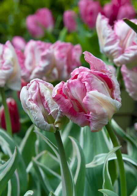 tulp silver parot