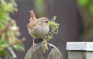 Trek vogels en insecten aan met haagplanten