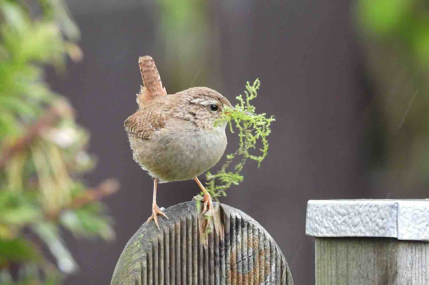 Trek vogels en insecten aan met haagplanten