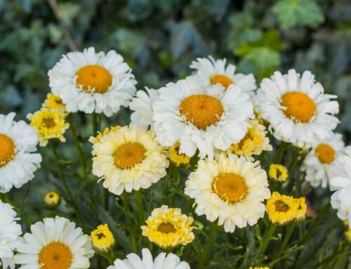 Wilde planten brengen volop kleur en leven in je tuin