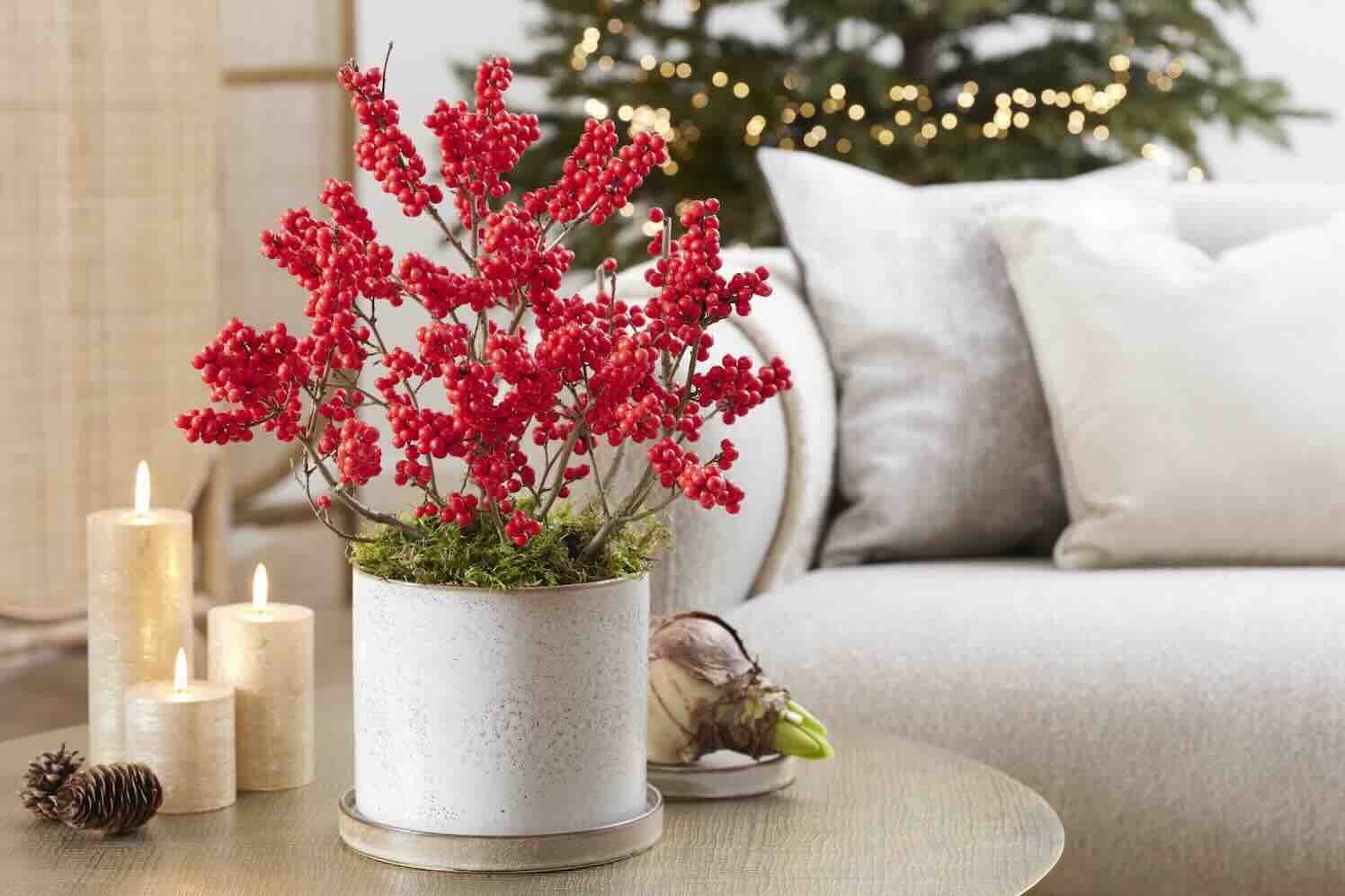 Ilex Verticillata Jingle Bells, een bijzondere noviteit uit Boskoop