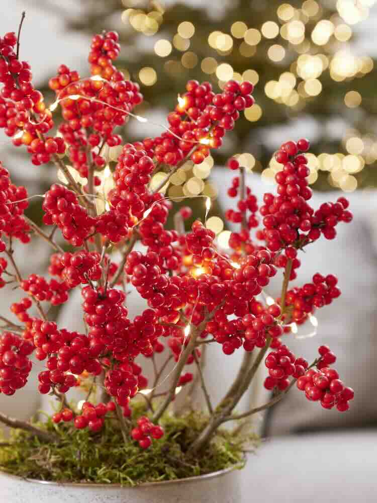 Ilex Verticillata Jingle Bells, een bijzondere noviteit uit Boskoop