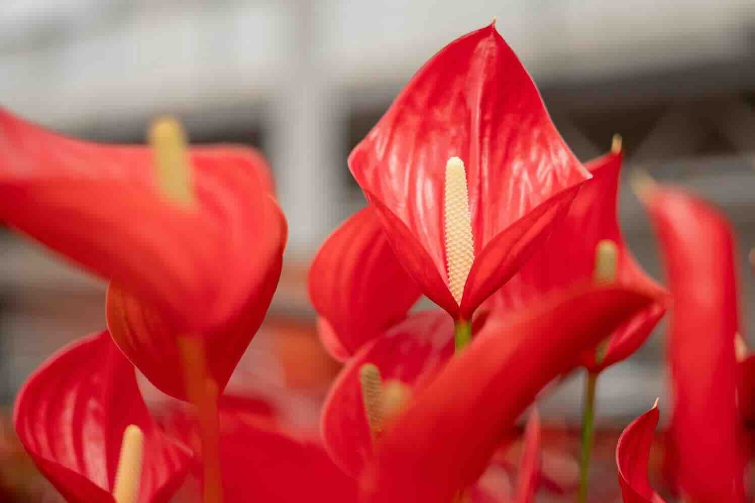 Anthurium Melodia: Rhythm of the Jungle