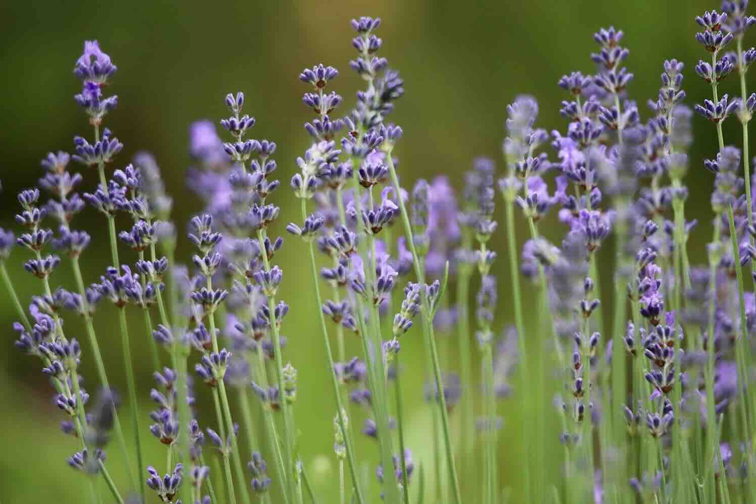 Tips om met weinig tijd je tuin te vergroenen