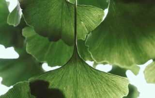 Tips om met weinig tijd je tuin te vergroenen