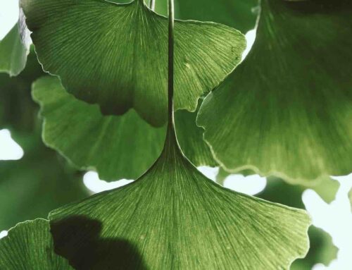 Tips om met weinig tijd je tuin te vergroenen