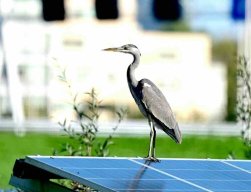 Zonnepanelen op je tuinhuis, let hierop