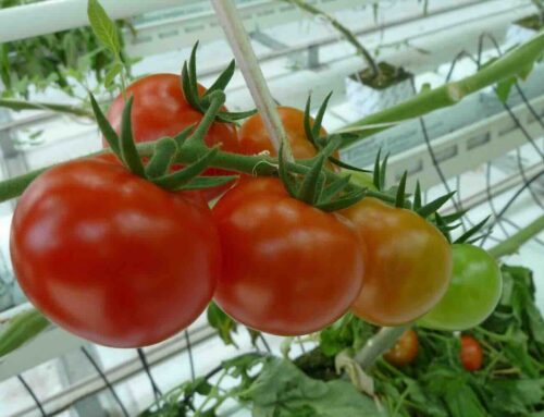 Kracht die je niet ziet, maar wel voelt in de tuinbouw