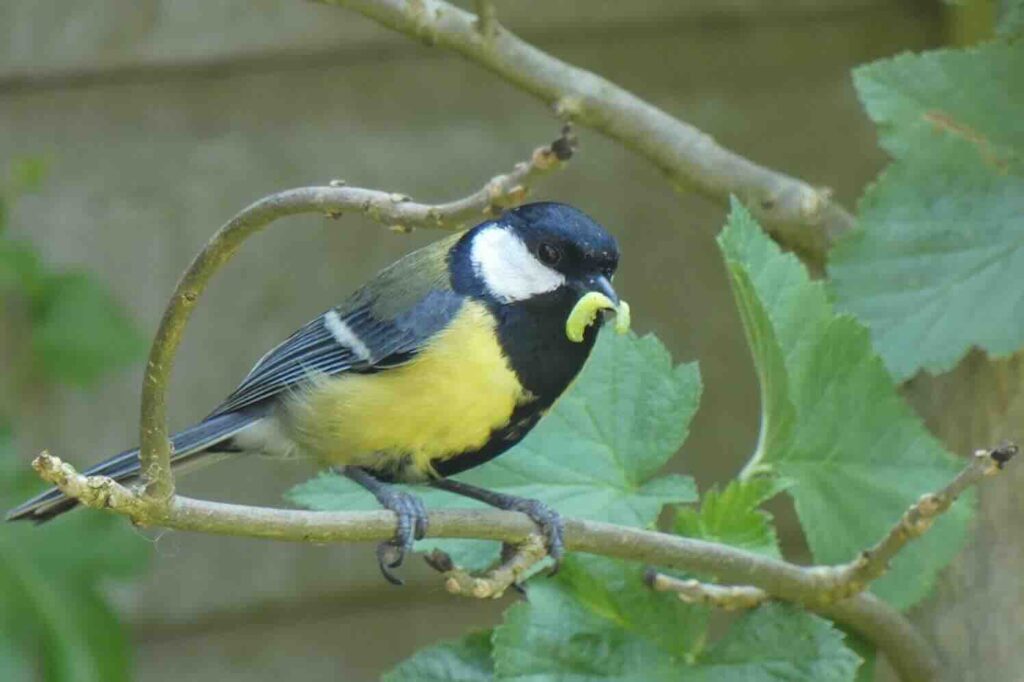 Biogroei, pionier in biologische plaagbestrijding, heet nu Rootsum