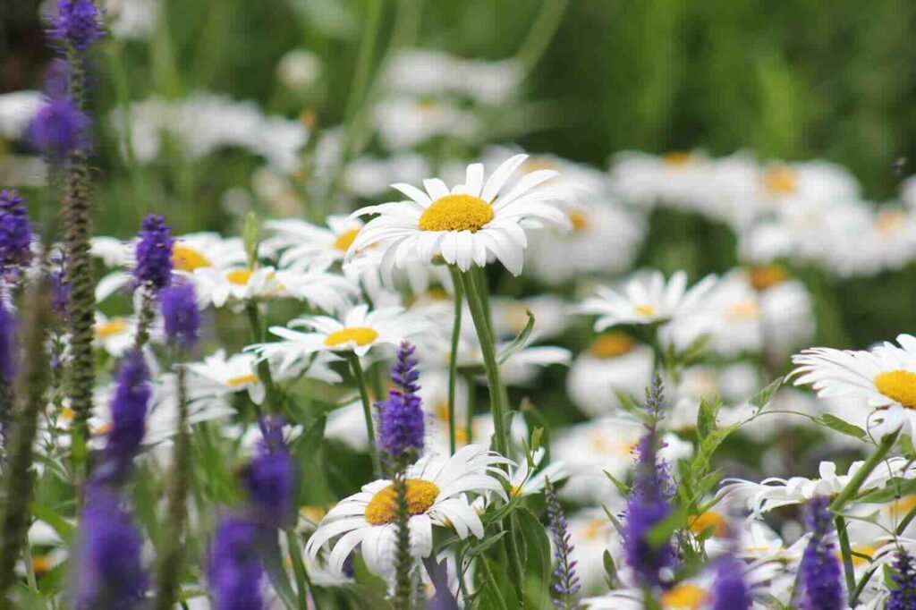 Biogroei, pionier in biologische plaagbestrijding, heet nu Rootsum