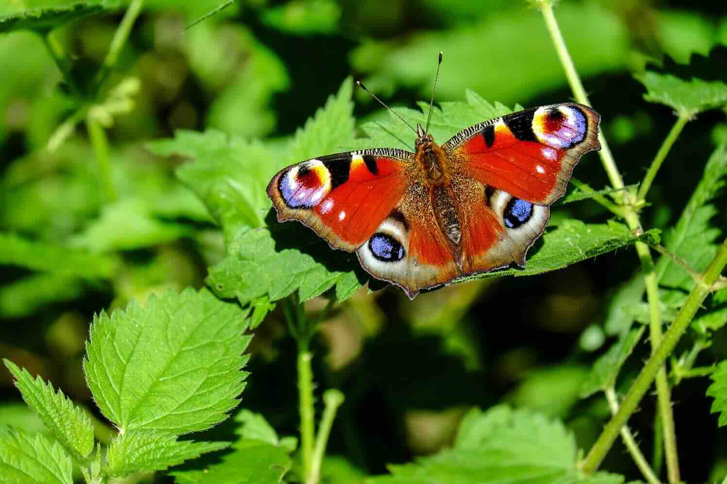 Milieuvriendelijke keuzes, geheim van een duurzame tuin