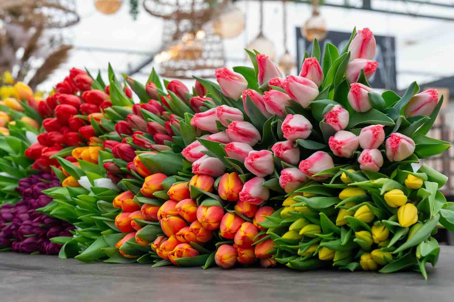 tulpenseizoen weer begonnen