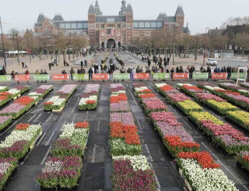 Tulpendag 2025: haal de vazen maar uit de kast